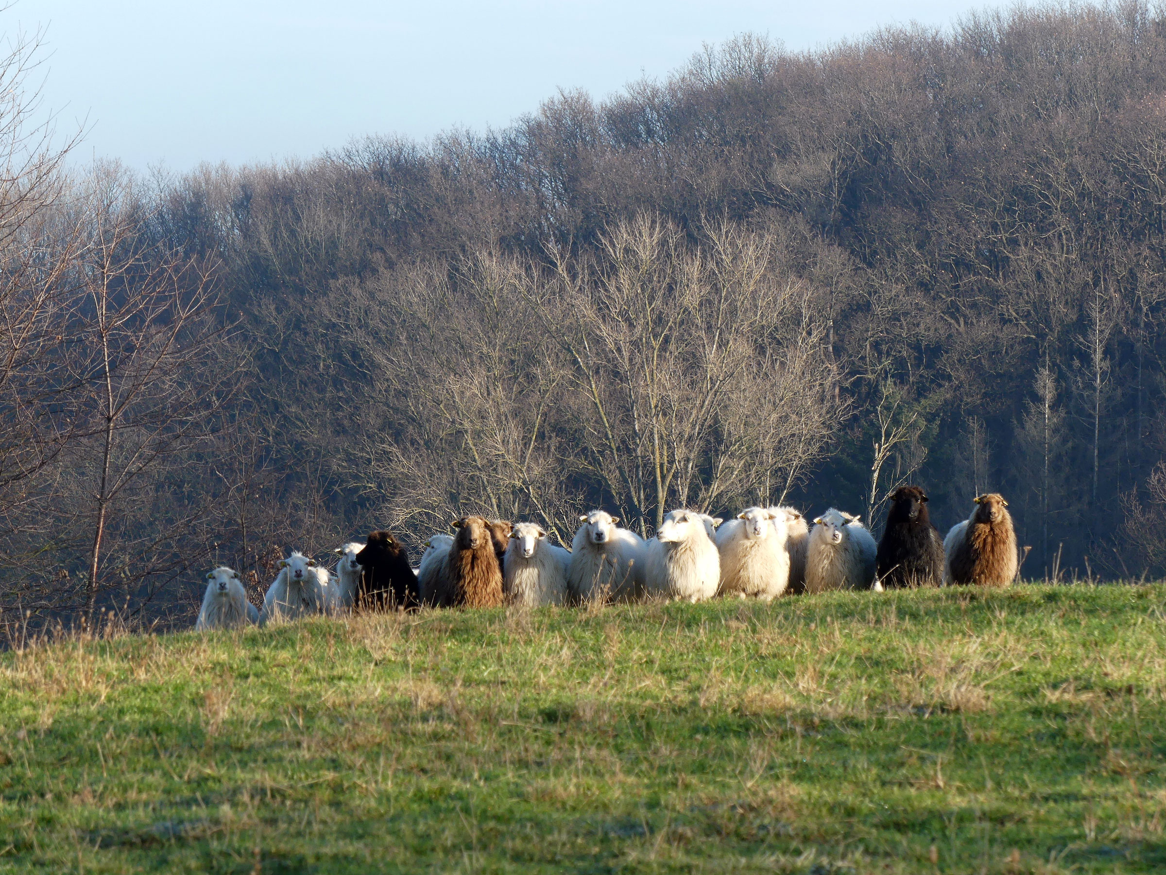 Zuchtverband für Ostpreußische Skudden und Rauhwollige Pommersche Landschafe e.V.