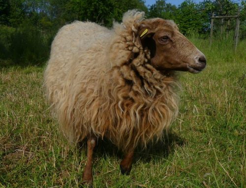 Alternde Schafe in der Hobbyhaltung- Online Seminar am 17.4.2024