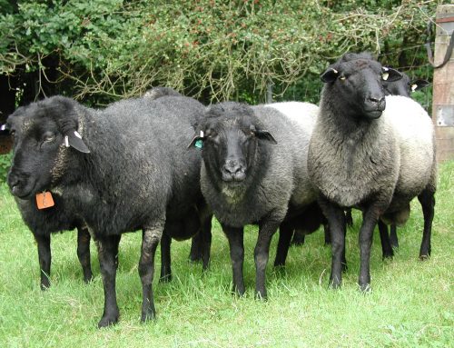 Bundesschau Skudden und Pommern 2025