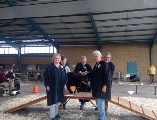 Körung und Auktion am 1.+2.August in Limburg